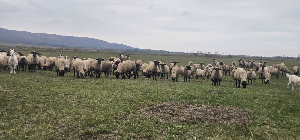 De vanzare oii Suffolk