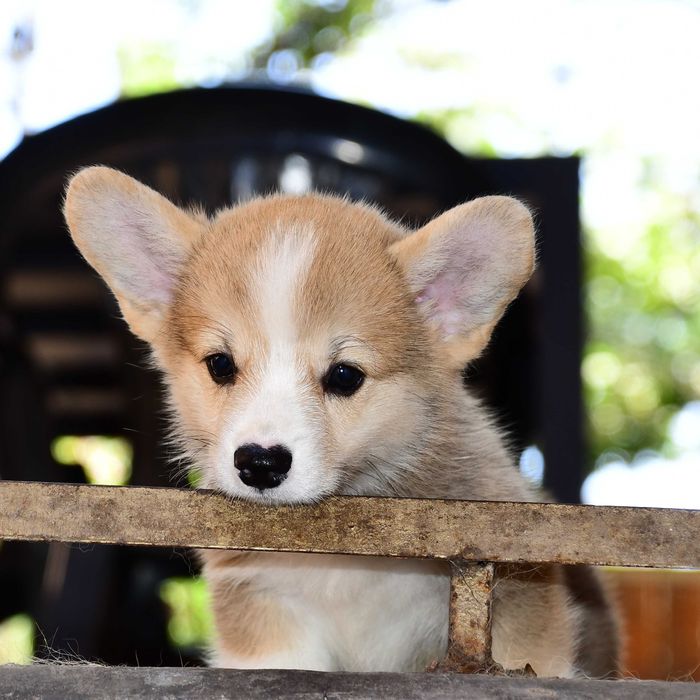 Cățeluș Corgi perfect. Vaccinat, pedigree, microcip, transport.