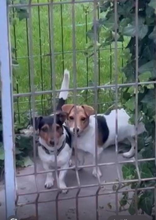 Jack russell terrier