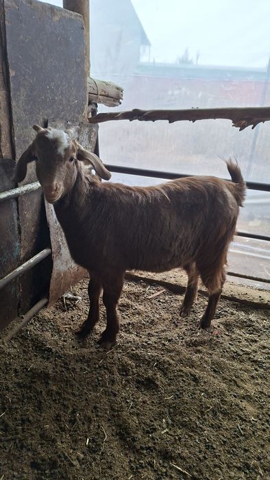 Эчки сотилади тандирга суйса булади  Echki sotiladi Козленок продаётся