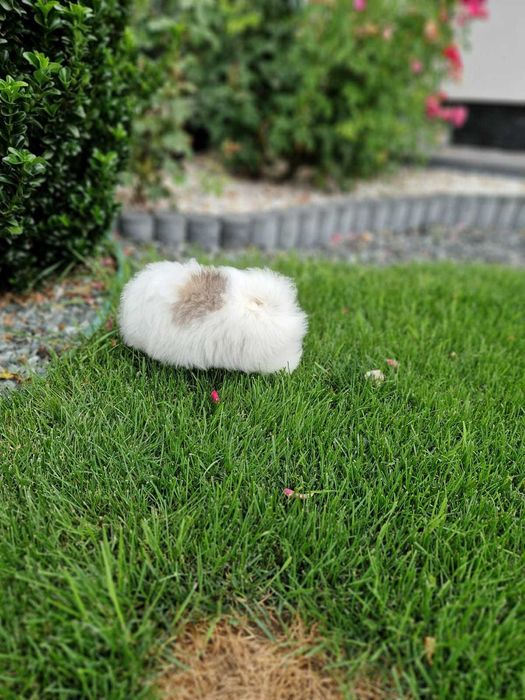 Pui de Pomeranian de vânzare – tip ursuleț, din părinți cu pedigree!