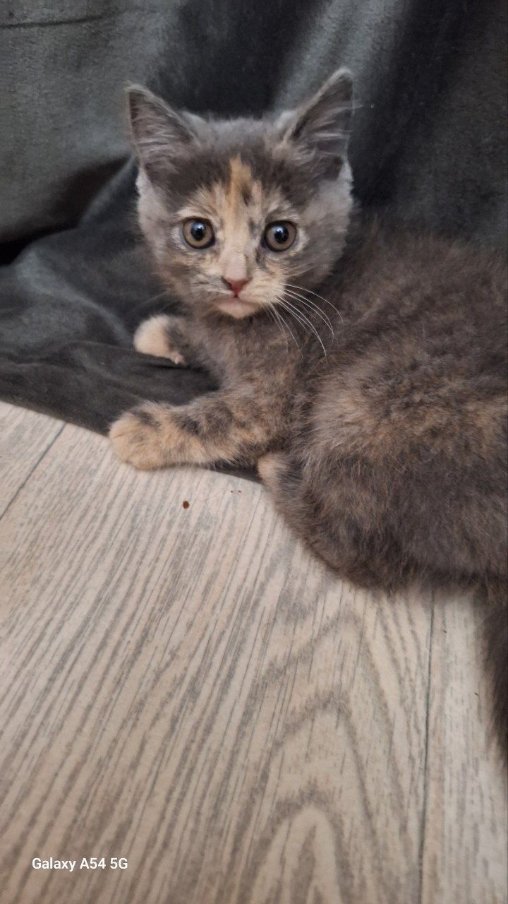 Отдам даром котёнка