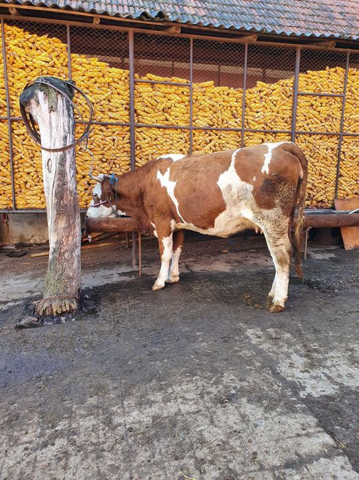 Juninca gestanta  de vânzare