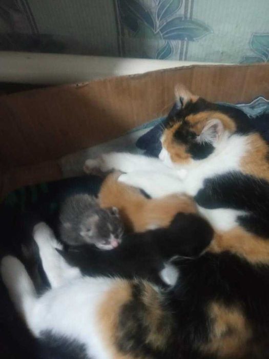 Котятам нужен дом или передержка! Срочно!