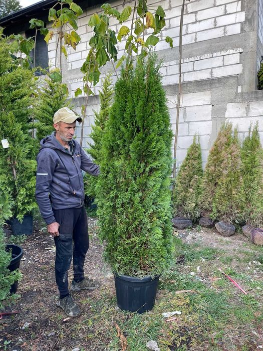 Plante Ornamentale