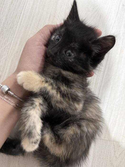 Трехцветные котята ищут свой дом