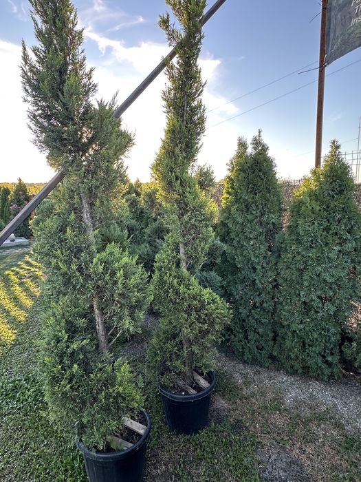 Palmieri tuia bonsai photinia pon pon maslin pin ylex laur eleganus