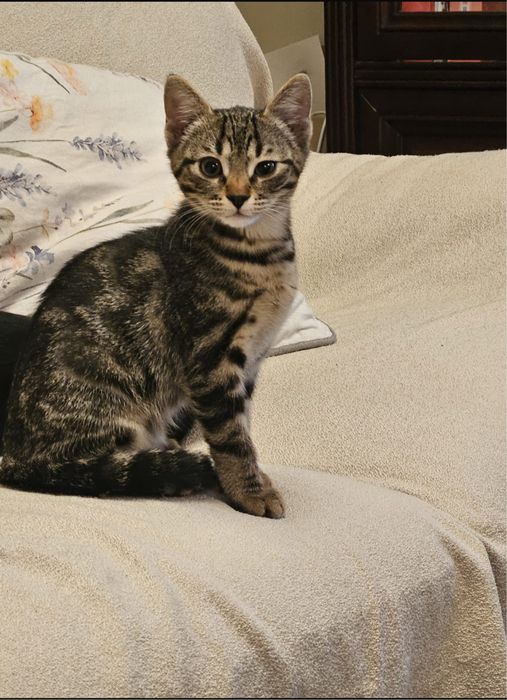 Donez pisicuta 4 luni