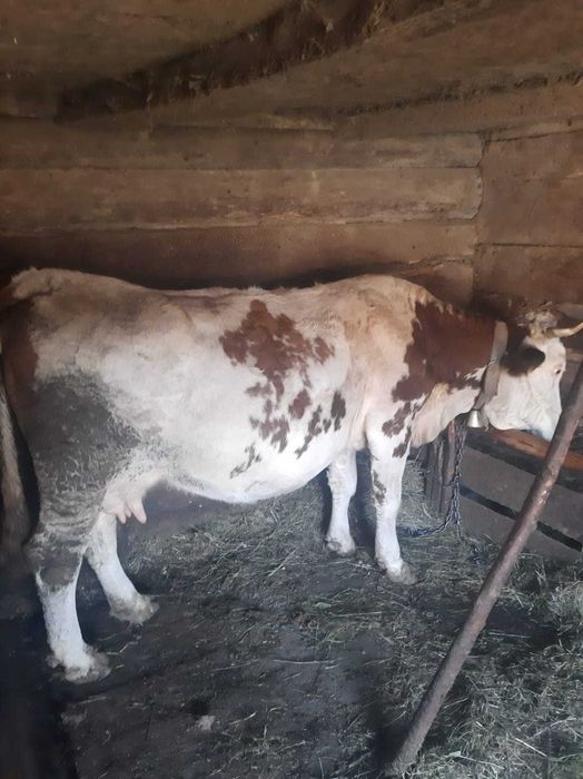 Vaca si vițel de vânzare