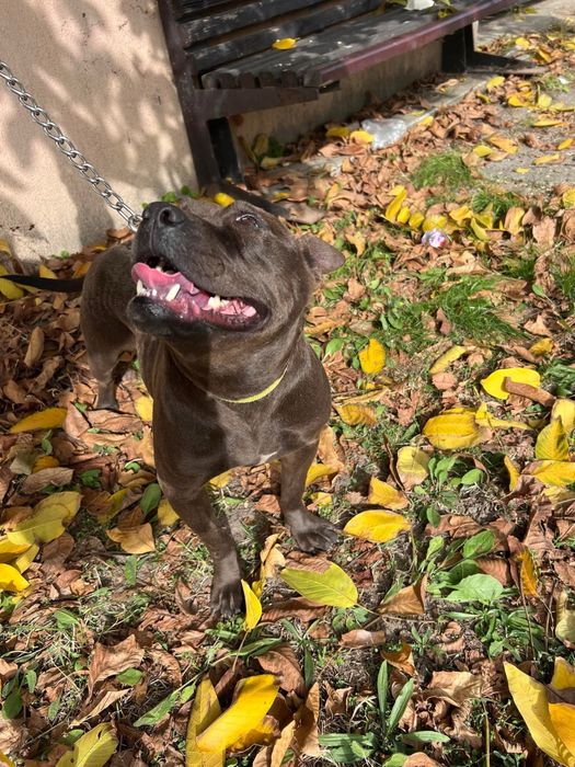 Adoptă o cățelușă Staffi ciocolatie, iubitoare și cuminte