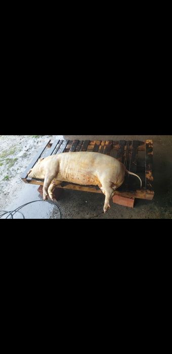 Macelar de Crăciun,porci,asomare,transare