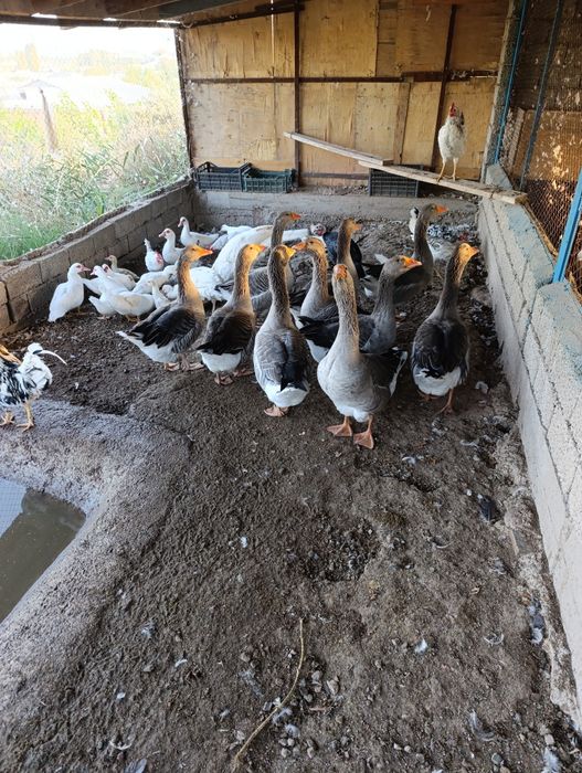 Гуси крупно серой породы