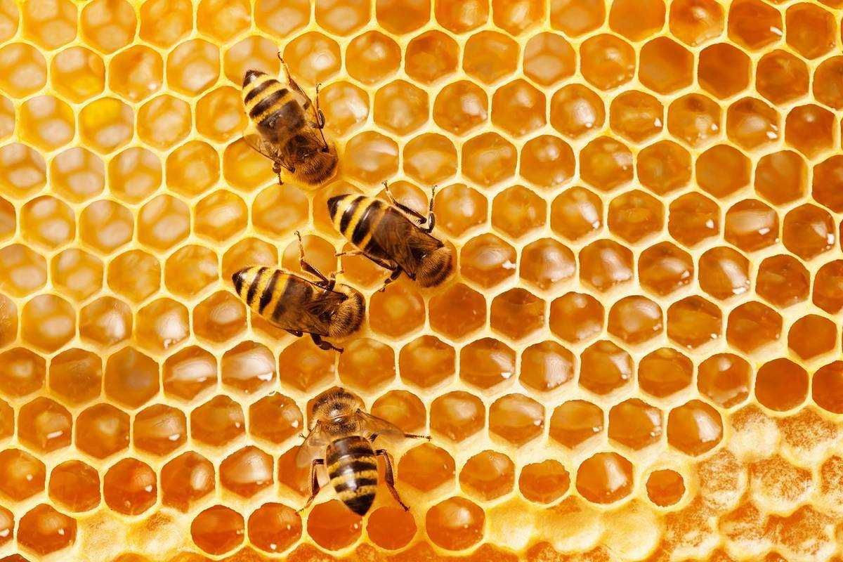 Vand miere de albine productie ECO 2023, 30RON=1kg