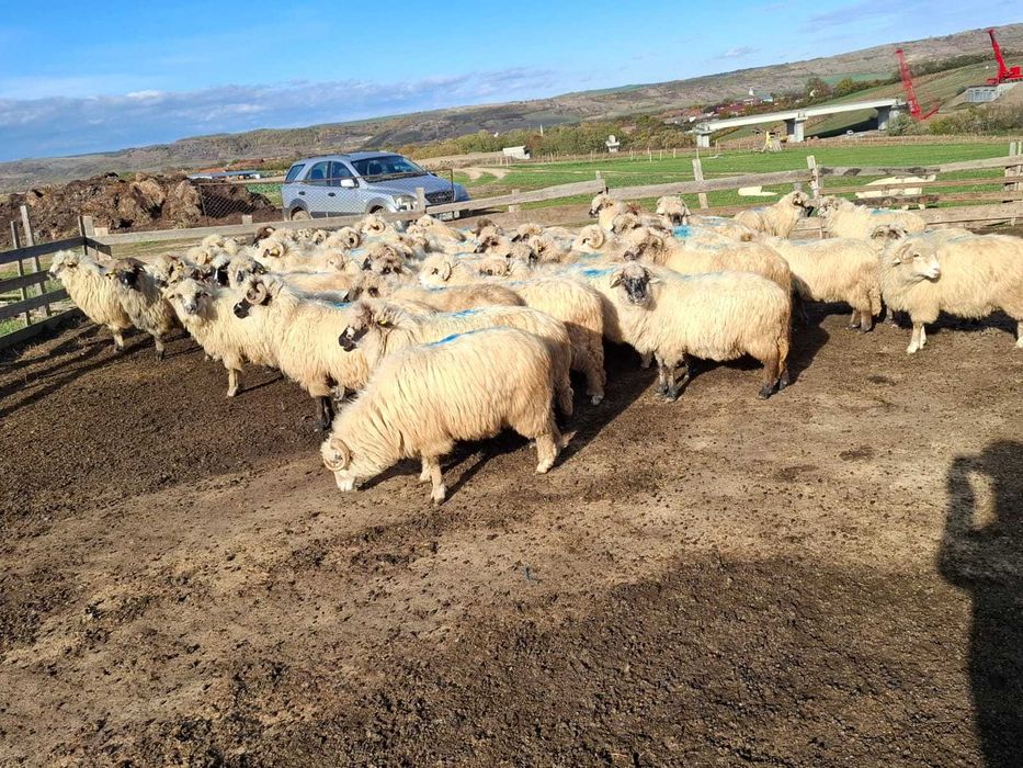 Vând oi țurcane bune