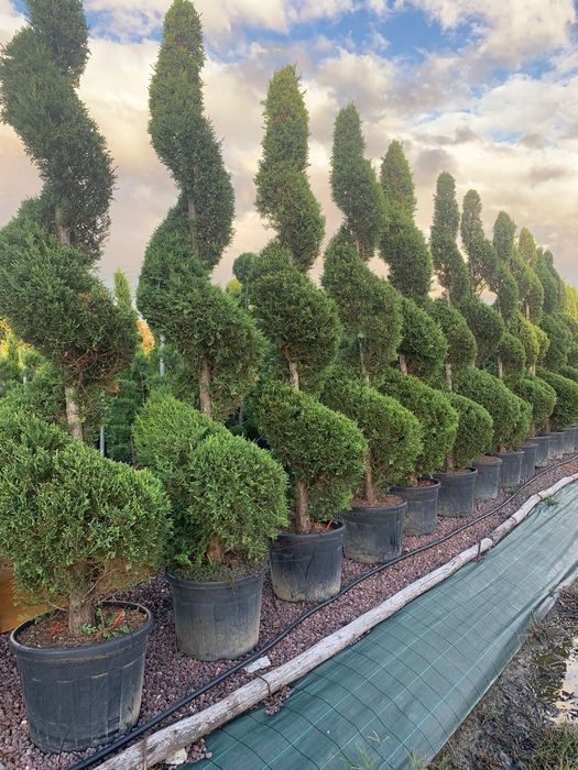 Plante ornamentale calitate superioara
