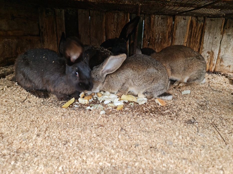 Vând sau schimb.   .