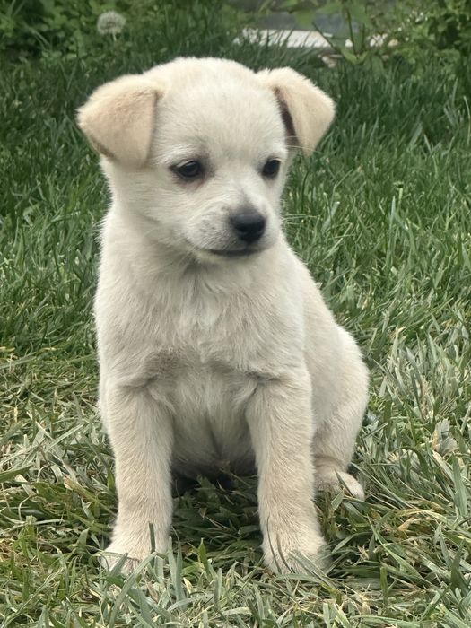 Две братчета си търсят дом Бял Пинчер