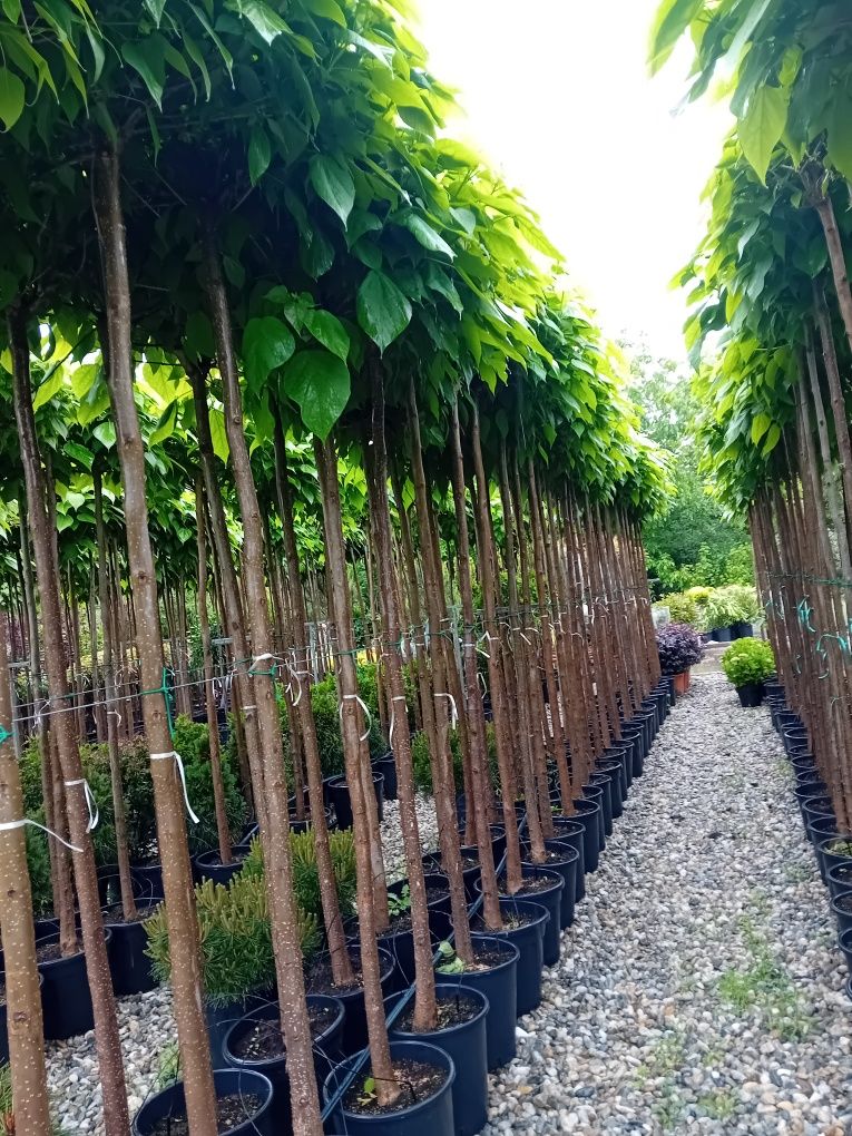 Vând catalpa globulară