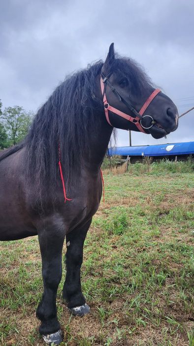 Armăsar Polonez 6 ani