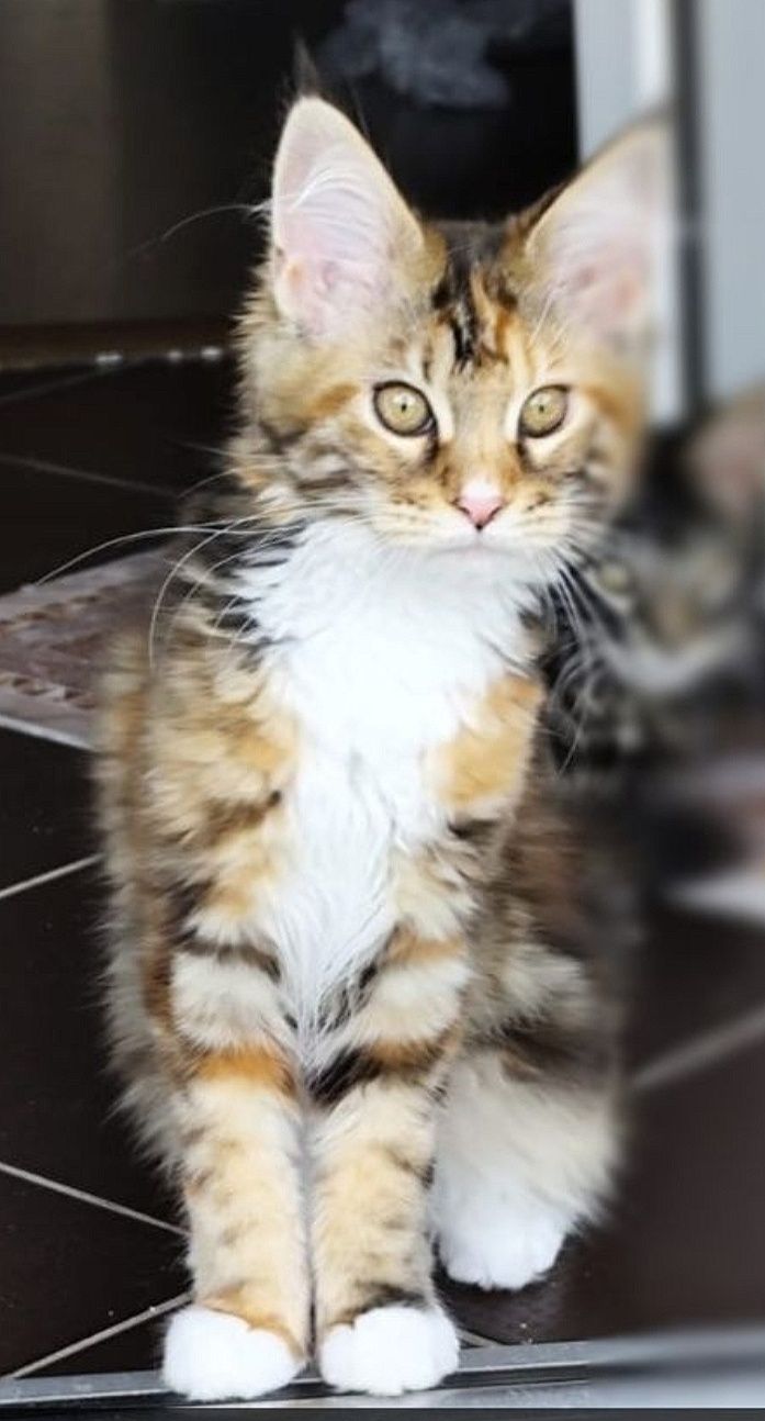 Fetița Maine Coon