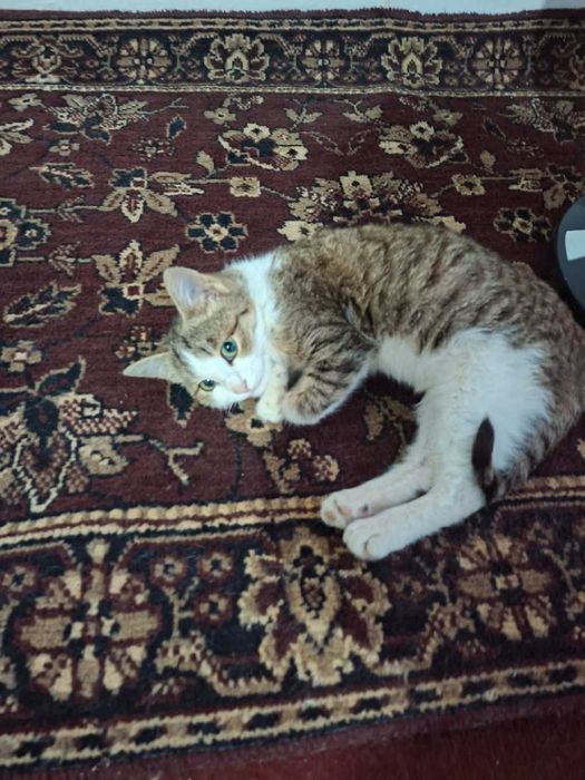 Mushuk yaxshi qo'llarga beriladi.