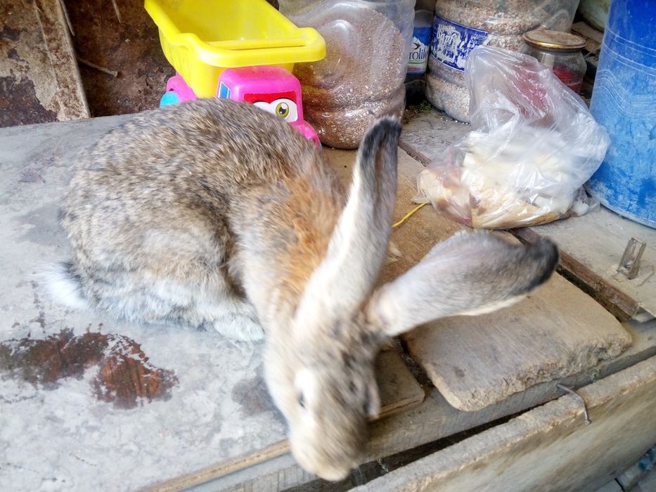 Продам молодого самца породы Фландр ему 5 месяцев все прививки зделаны