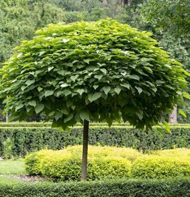 Catalpa Globulara Nana