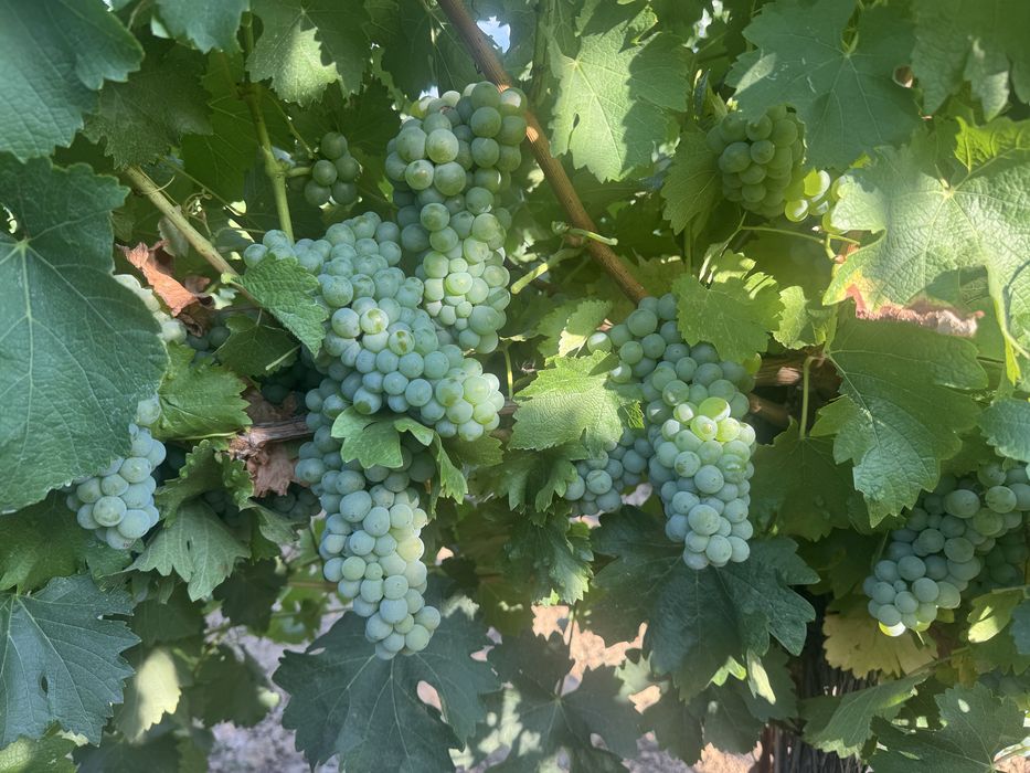 Struguri vin nobili certificati-Podgoria Panciu