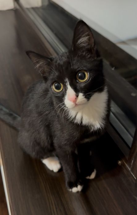 малышка ищет семью