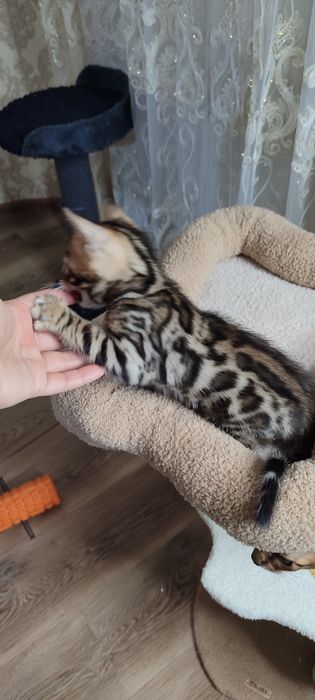 Тоза кон бенгал боласи сотилади