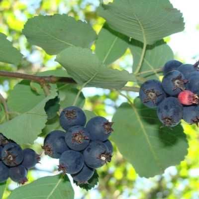 Саженцы разных сортов Ирги