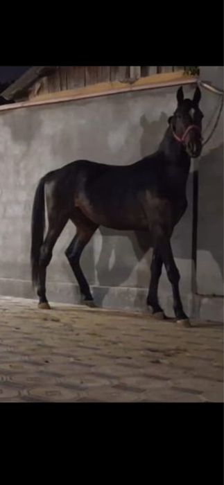 Жеребец рысак амереканский французский орловский айгыр кунан лошадь