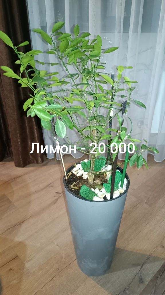 Комнатные растения
