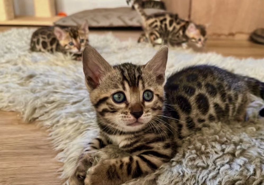 Бенгалска бенгалски котета.Остана едно мъжко !