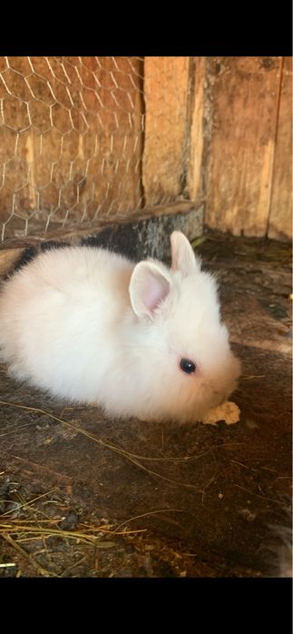 De vanzare, iepuri cap de leu de 5 luni si cel mare de 1 an