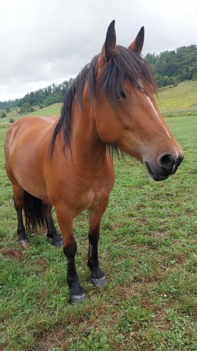 Iapa  cuminte  de 5 ani