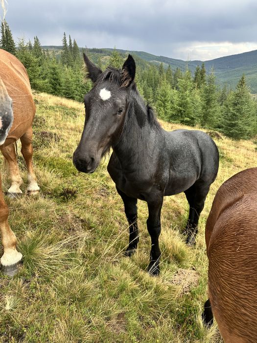 Vand mânză de 6luni jumate