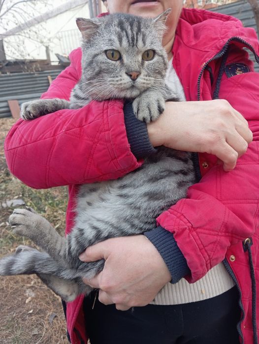 Кот Эдуард для добрых и ответственных  котородителей