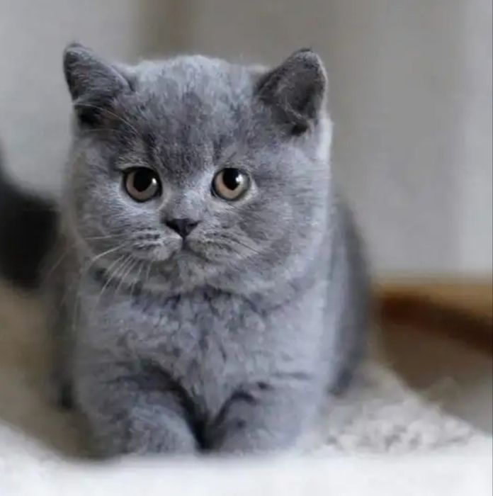 Skotish fold biritanka kitten