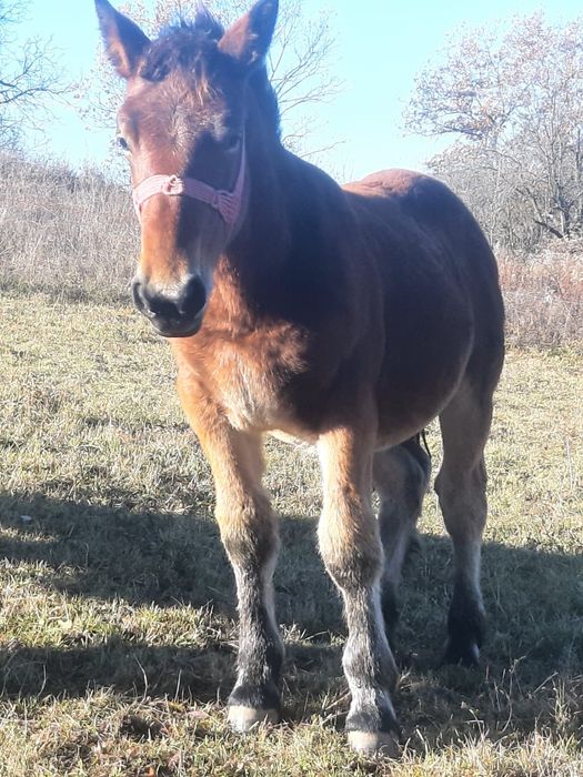 Vând doi mânji de 7 luni sau schimb cu vitei intarcati sau oi