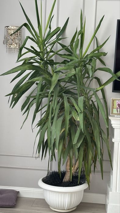 Продам большую красивую драцену!