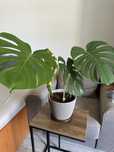 Monstera deliciosa