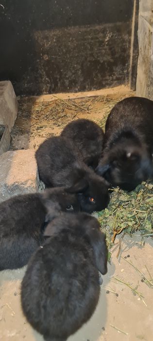 Zotdor quyon bolalari