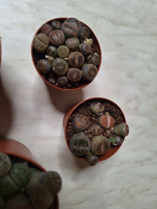 Floare lithops - piatră vie
