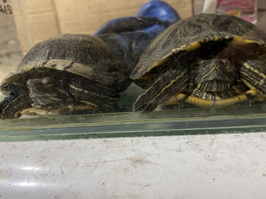 Черепахи 2 сухоптные вроде