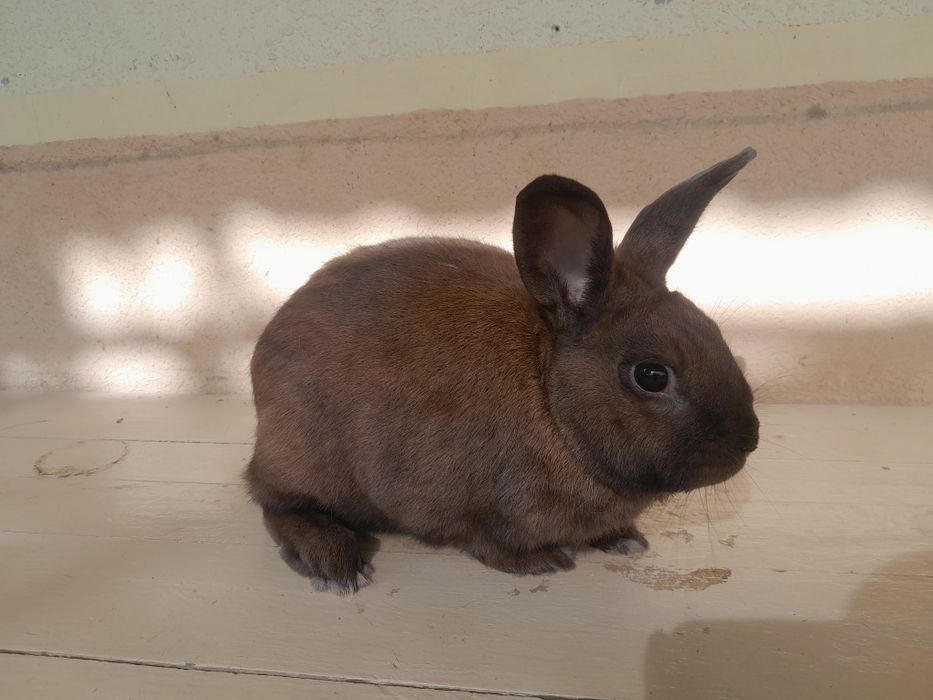 Quyon karik 1.5 yosh