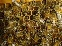 Пчелы, пчело пакеты заказы на весну