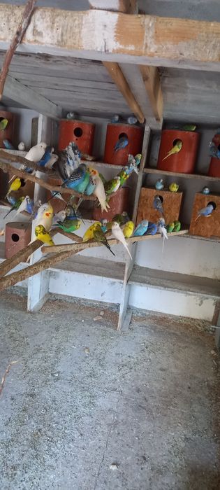 Pui peruși de vînzare