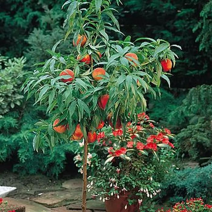 Pomi fructiferi pitici