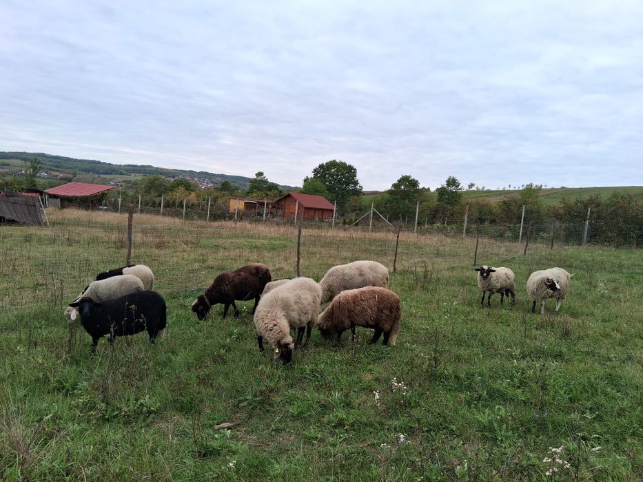 De vânzare  oi și miei